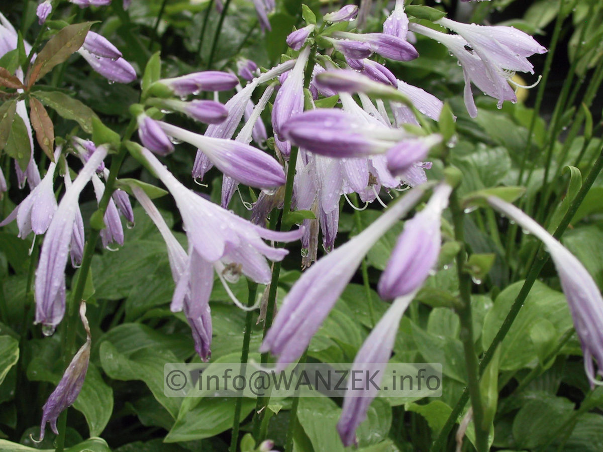 Hosta Hybride Sweet Susan 02.JPG